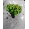 VIBURNUM ROSEUM BLÜHEND