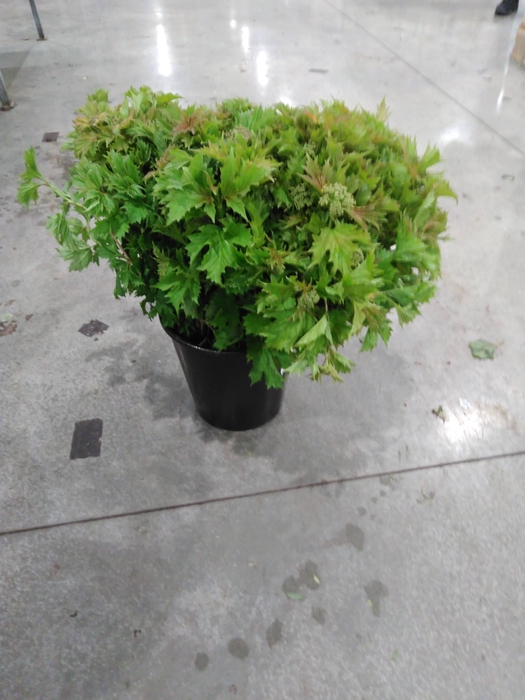 VIBURNUM ROSEUM BLÜHEND
