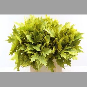 Quercus Rubra Frosted Yellow