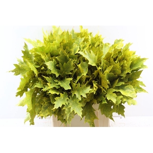 Quercus Rubra Fr Yellow