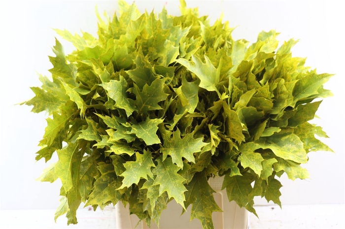 <h4>Quercus Rubra Frosted Yellow</h4>
