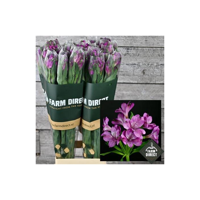 <h4>Alstro Maracana 70gr</h4>