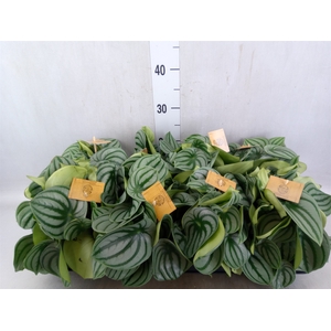 Peperomia argyreia