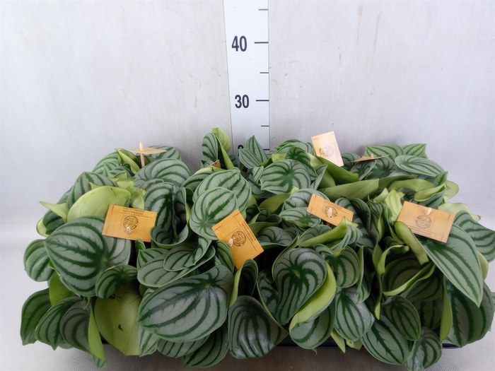 Peperomia argyreia