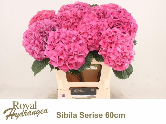 <h4>HYDR M SIBILLA RD</h4>