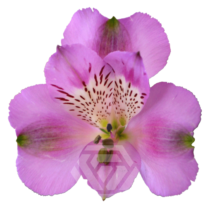 <h4>ALSTR ANTARIS Tessa</h4>