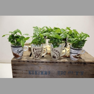 Coffea Arabica In Beker