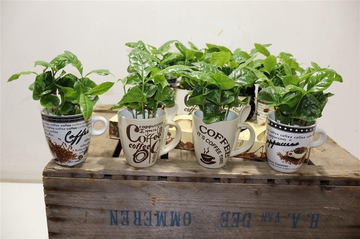 <h4>Coffea Arabica In Beker</h4>