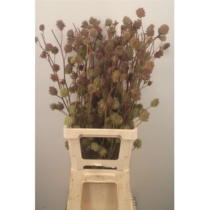 ZOETHOUT 90CM