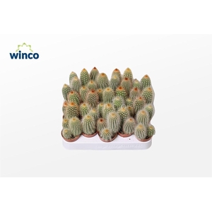 Vatricania Guentheri