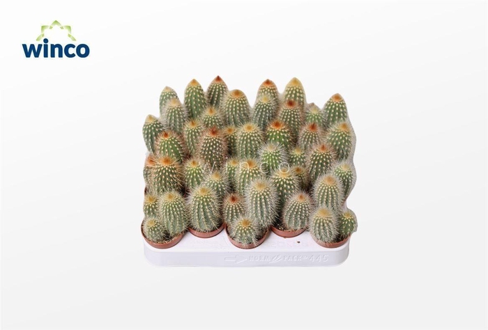 <h4>Vatricania Guentheri</h4>