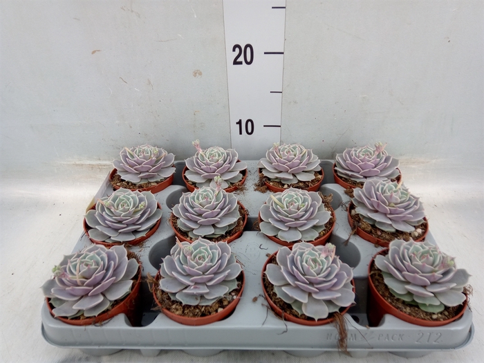 <h4>Echeveria   ...</h4>