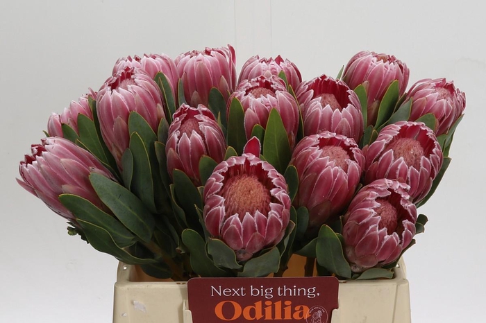 <h4>Protea Carnival</h4>