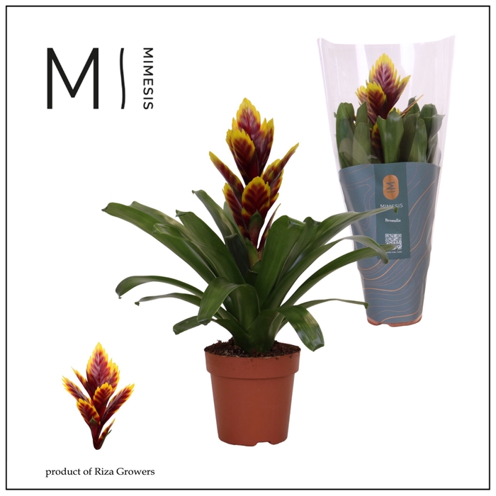 <h4>Vriesea overig</h4>