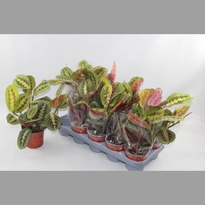 MARANTA FASCINATOR