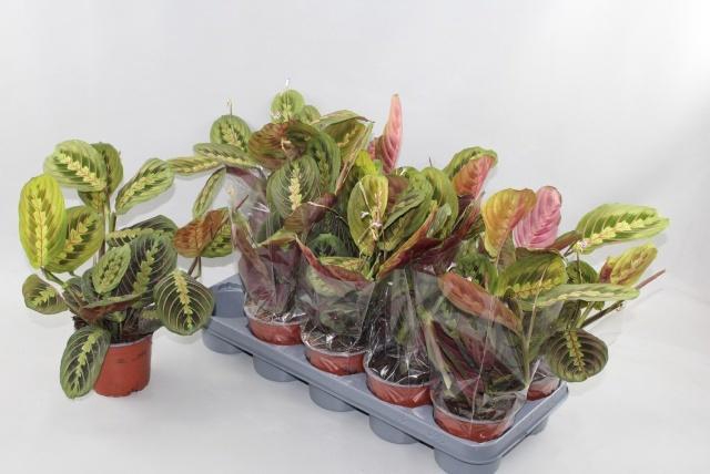 <h4>MARANTA FASCINATOR</h4>