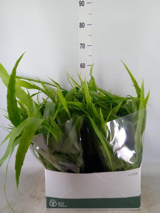 <h4>Epiphyllum   ...</h4>