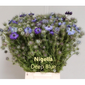 NIGE D OV BLAUW BS