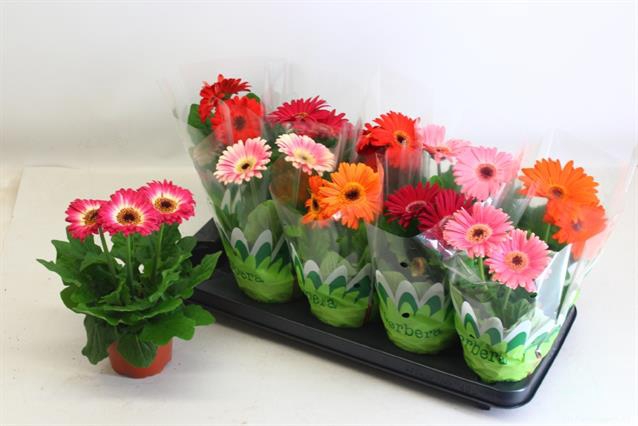 Gerbera mixed 12Ø 27cm 2fl