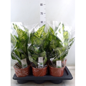Dieffenbachia  'Sublime'