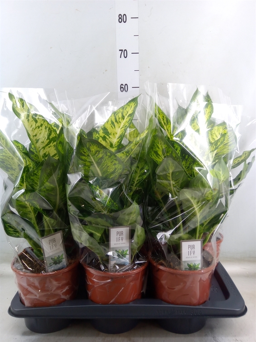 <h4>Dieffenbachia  'Sublime'</h4>