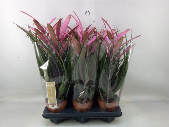 <h4>Tillandsia  'Camina'</h4>