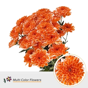 Chr T Altaj Oranje