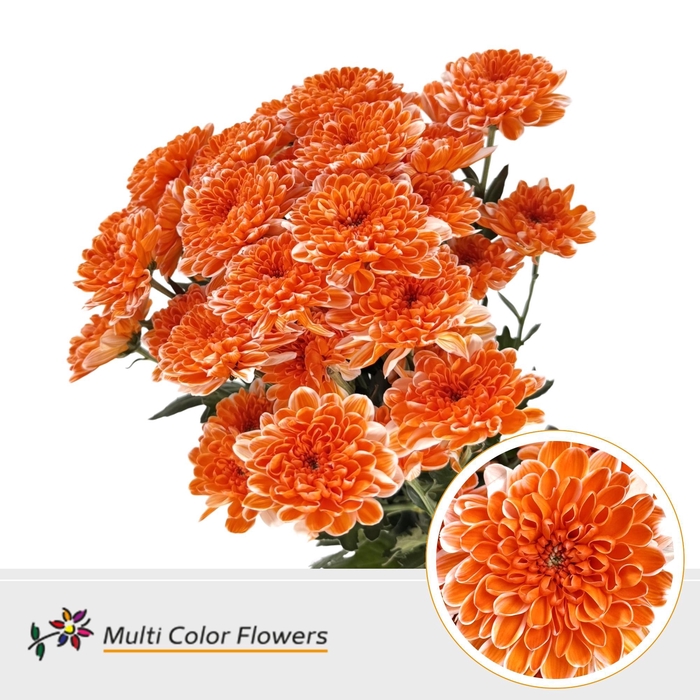<h4>Chr T Altaj Oranje</h4>