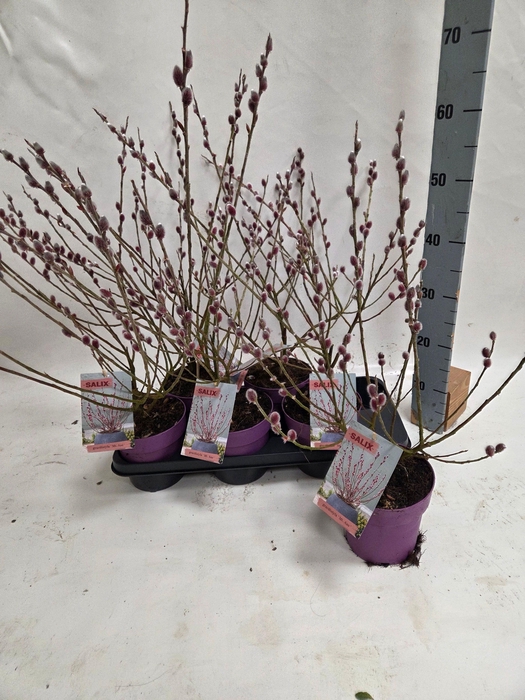 <h4>SALIX MT. ASO</h4>