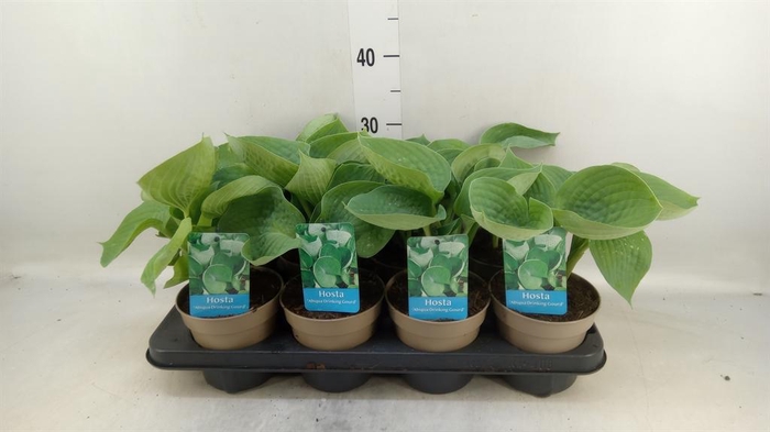 <h4>Hosta   ...</h4>