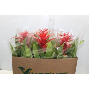 GUZMANIA VERMELHA P14