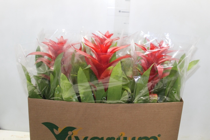 <h4>GUZMANIA VERMELHA P14</h4>