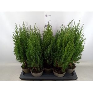 Juniperus chinensis 'Stricta'