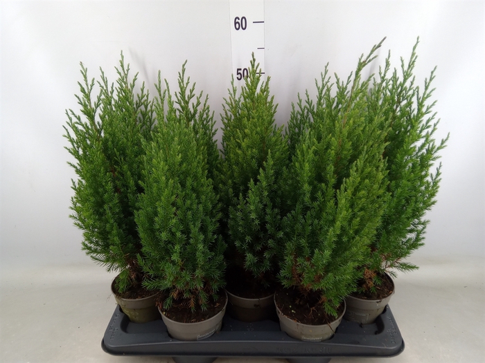 <h4>Juniperus chinensis 'Stricta'</h4>