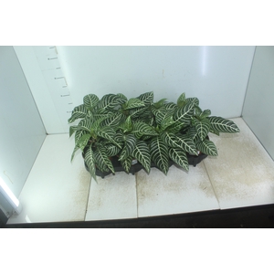 APHELANDRA P15 SEM FLOR