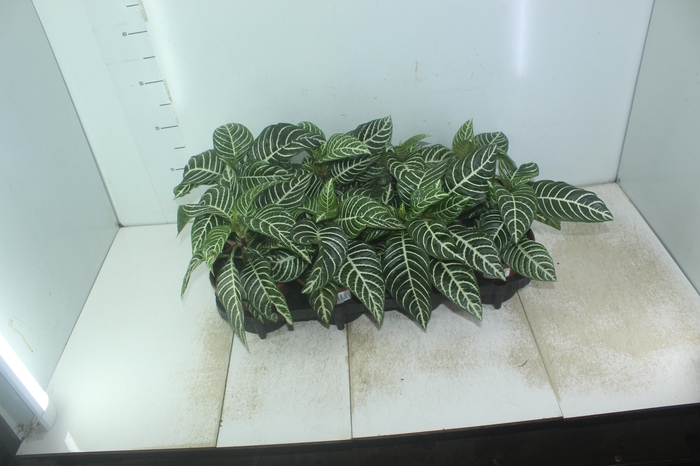 <h4>APHELANDRA P15 SEM FLOR</h4>