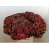 Hydrangea mag chocolate