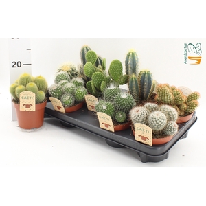 CACTUS GEM