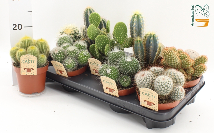 <h4>CACTUS GEM</h4>