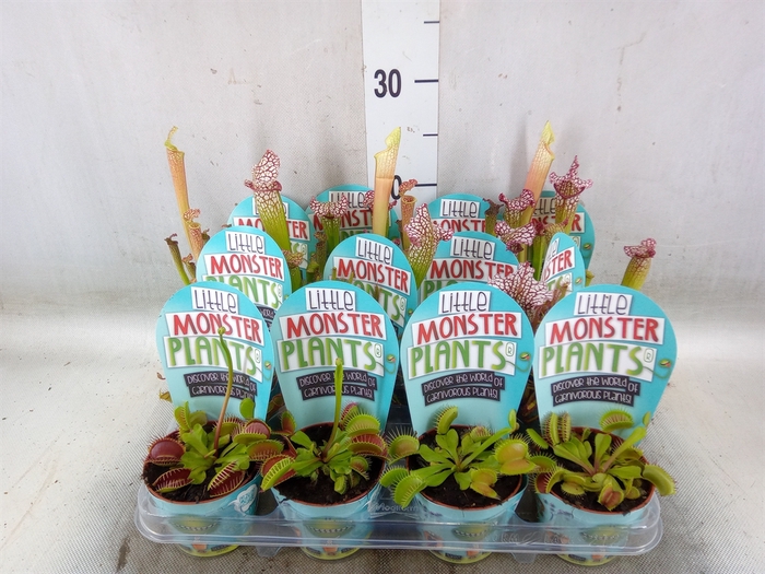 <h4>Vleesetende planten</h4>