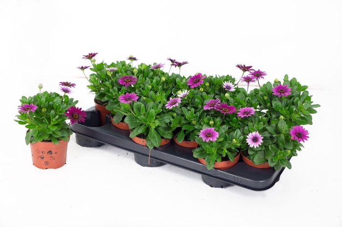 <h4>Osteo Señorita Tanja</h4>