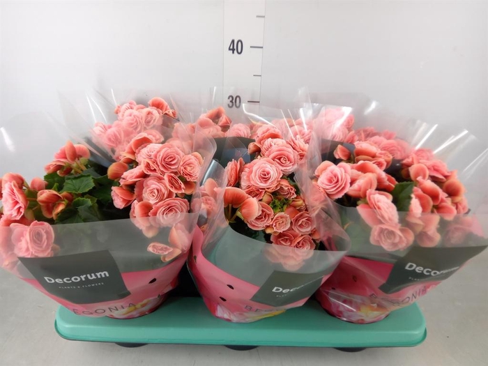 <h4>Begonia elat. DU 'Borias'</h4>