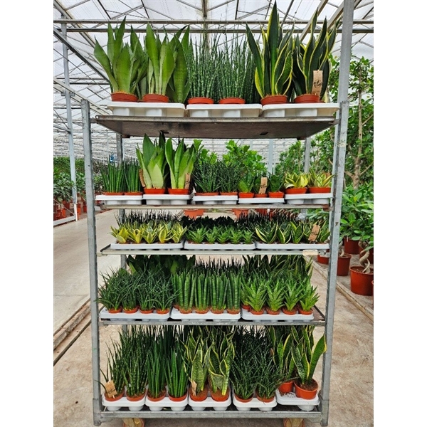 <h4>Sansevieria Mixkar "Rough & Tough"</h4>