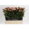 Paeonia Gardenia