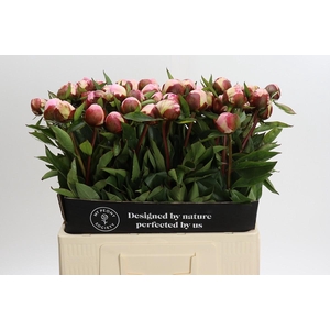 Paeonia Gardenia