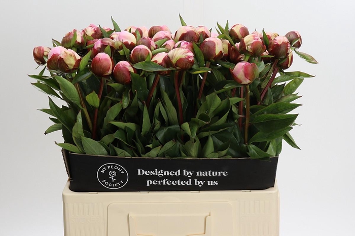 <h4>Paeonia Gardenia</h4>