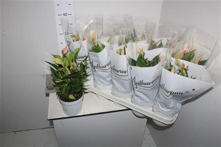 <h4>Anthu Lilli 4+</h4>