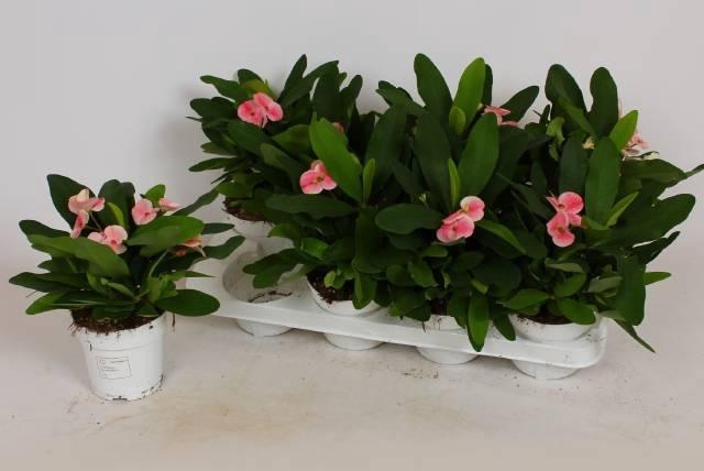 <h4>EUPHOR MI CHARLOTTE</h4>