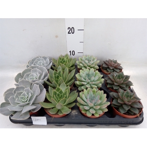 Echeveria   ...mix