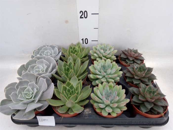 <h4>Echeveria   ...mix</h4>